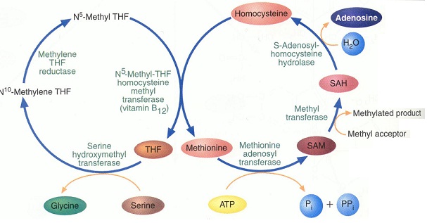Nutrition homework help