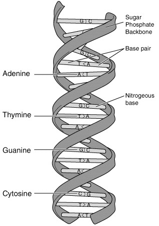 Genetics :: homework help and answers :: slader