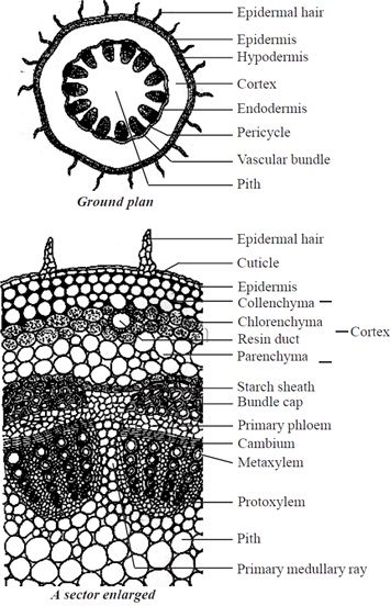 Get Stem Dicot Vascular Bundle Pics