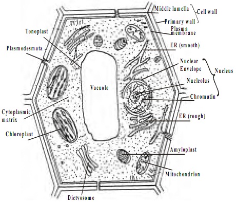 Cell biology homework help