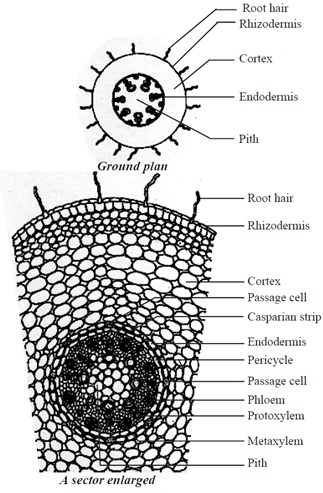Anatomy of Monocot and Dicot Roots | Botany | Biology ...