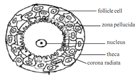 Mature ovum is expelled from the