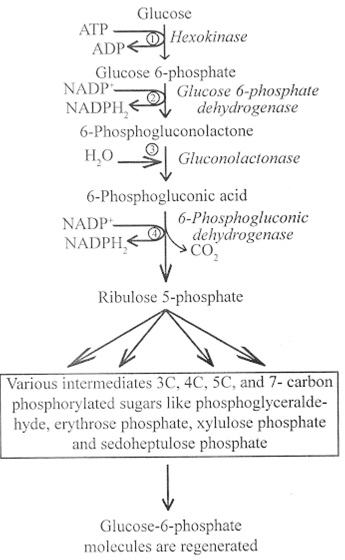 1003_pentose phosphate.jpg