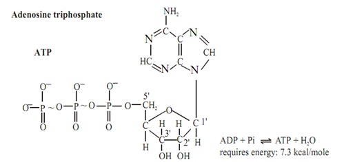 1011_structure of ATP.jpg