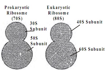 1018_ribosome.jpg