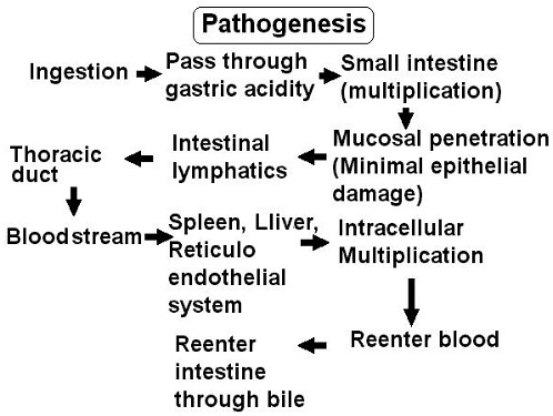 1055_Pathogenesis of typhoid fever.jpg