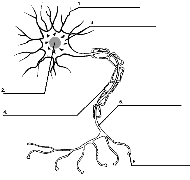 1082_neuron-diagram.png