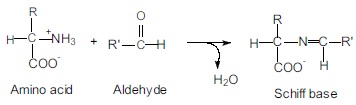 1083_Reactions of α-amino Group.jpg