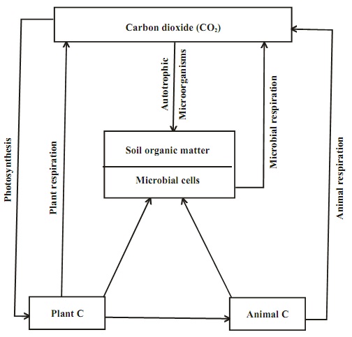 1087_carbon cycle.jpg