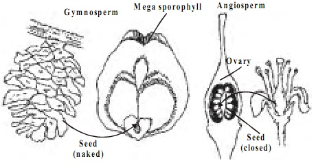1087_seeds of angiosperm.jpg