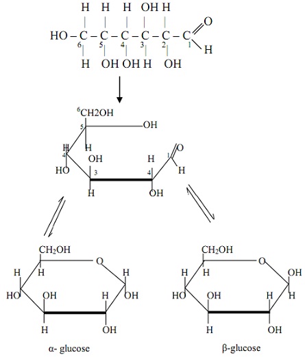 1119_Glucose-monosaccharide.jpg