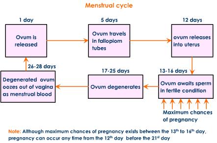 1128_menstrual-cycle-process.jpeg
