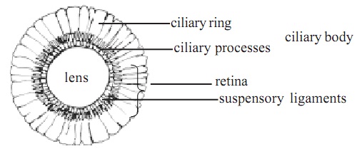1130_lens with ciliary.jpg