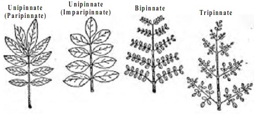 types of compound leaves