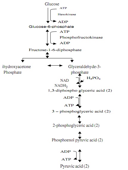 1151_glycolytic pathway.jpg