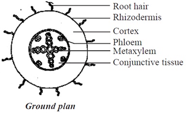 Structure of Dicotyledonous Root | Botany | Biology Homework Help