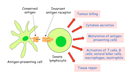 1248_Antigen presenting cell.jpg