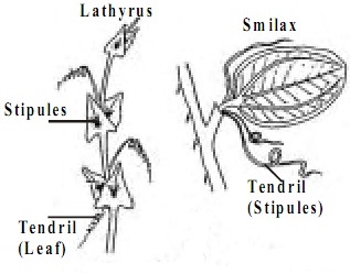 1271_leaf tendrils.jpg