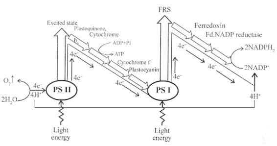 cyclic photophosphorylation diagram