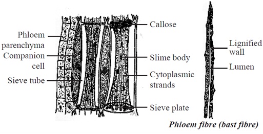 1312_Phloem Complex Tissue Homework Help.jpg