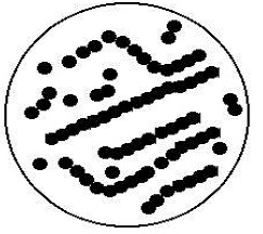 1324_Streptococcus pyogenes.jpg