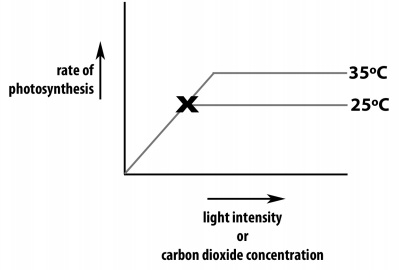 1384_rate of photosynthesis.jpg