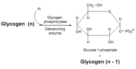 139_glycogenolysis1.jpg