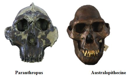 1414_Paranthropus.JPG