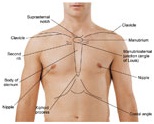 142_Name-the-primary-muscles-of-respiration.jpg