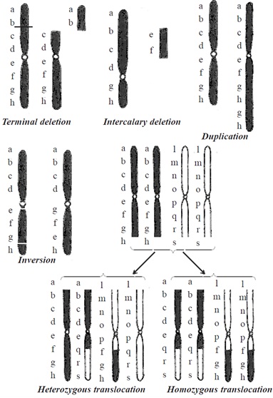 1457_Chromosomal Aberrations Homework Help.jpg