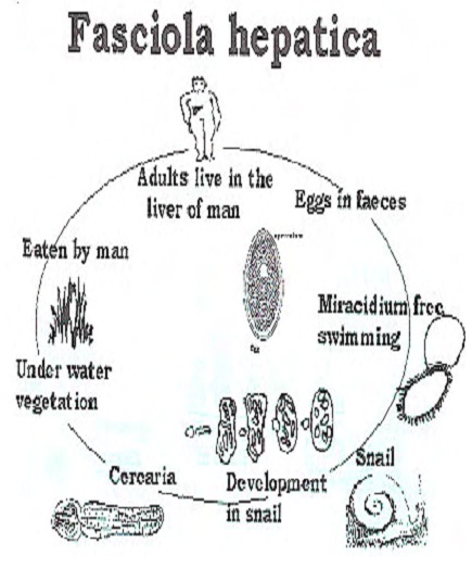 1477_life cycle of Fasciola hepatica.jpg