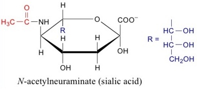 1521_N-acetylneuraminic acid.jpg