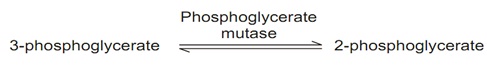 1637_glycolytic pathway8.jpg
