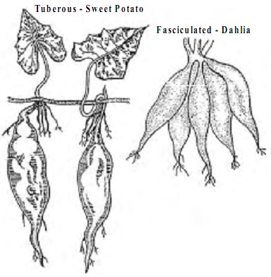 1637_storage adventitious roots.jpg