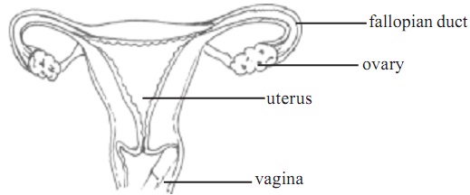 1645_female reproductive sysytem.jpg