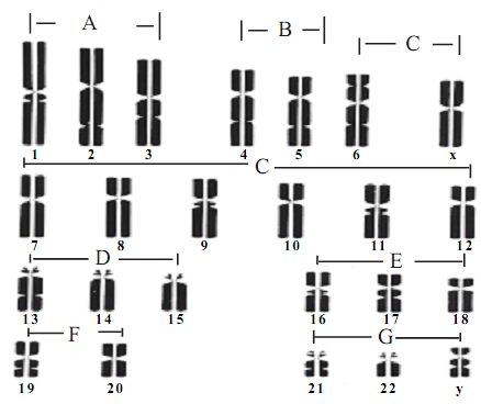 1685_human chromosomes.jpg