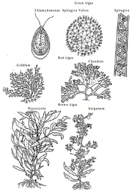 1691_thallus organization in algae.jpg
