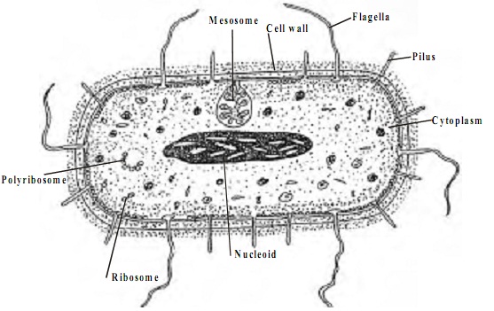169_structure of prokaryotic cell.jpg