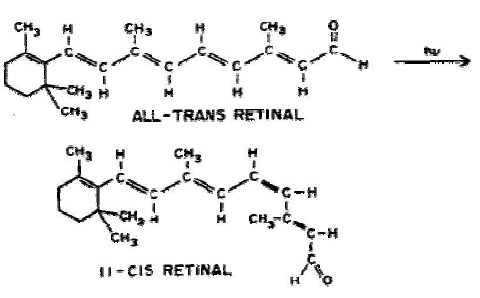 1720_Cis-Trans Isomerization.jpg