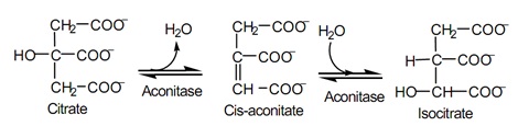 1737_citric acid cycle2.jpg