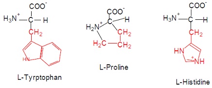 1762_Amino acid structure-heterocyclic ring.jpg
