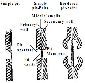 1771_structure of pits.jpg