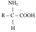 1831_Amino acids.jpg