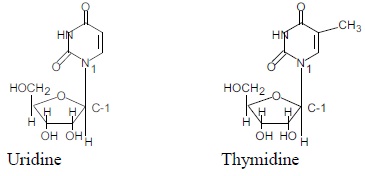 1835_Pyrimidine Nucleosides.jpg