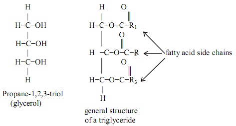 1896_Structure of Fats and Oils.jpg