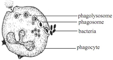 1919_phagocytosis.jpg
