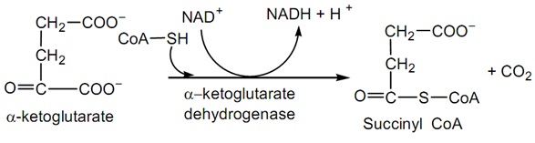 197_citric acid cycle4.jpg