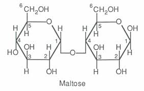 1983_Maltose structure.jpg