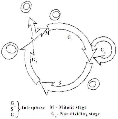 1984_mitotic cell cycle.jpg
