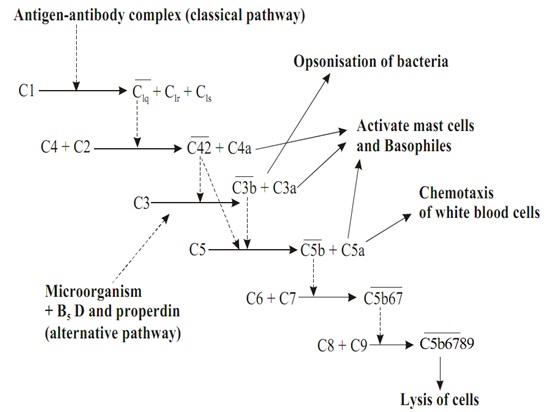 2003_complement system.jpg